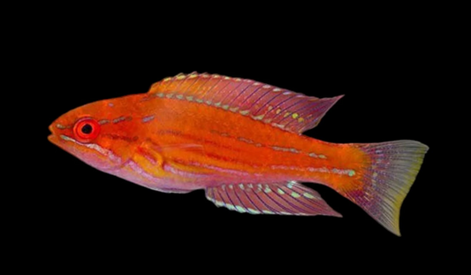 Yellowfin Flasher Wrasse