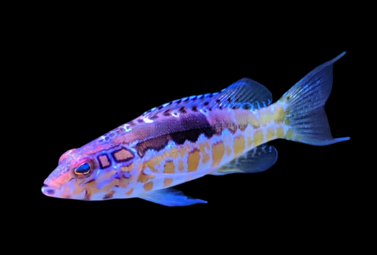 Orangeback Basslet