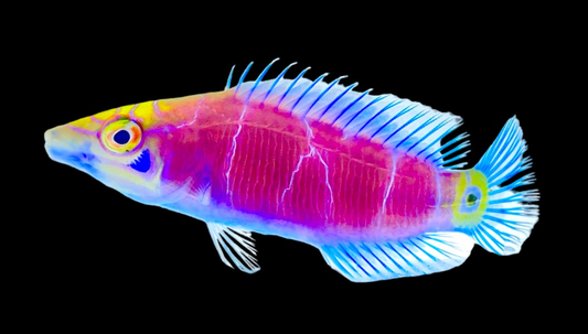 Mystery Wrasse