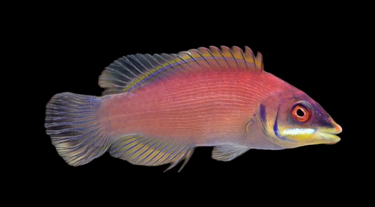 Scarlet Pinstripe Wrasse
