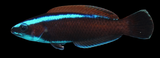 Chiseltooth Wrasse