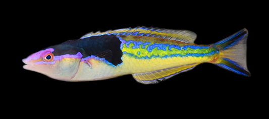 Royal Pencil Wrasse