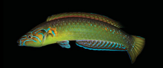 Elongate Wrasse