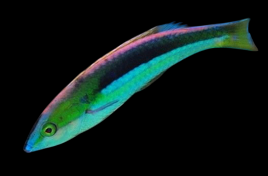 Kaleido's Wrasse
