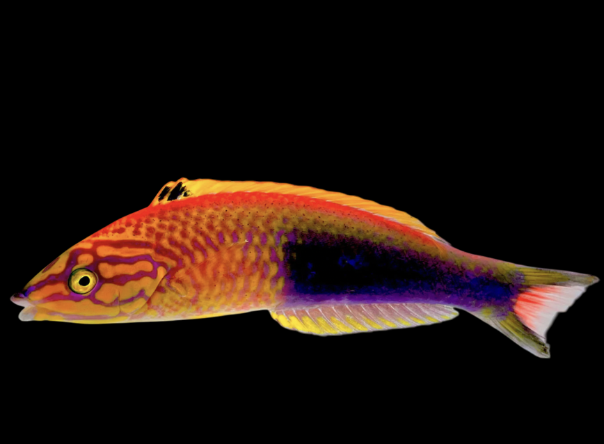 Polynesian Wrasse
