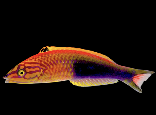 Polynesian Wrasse