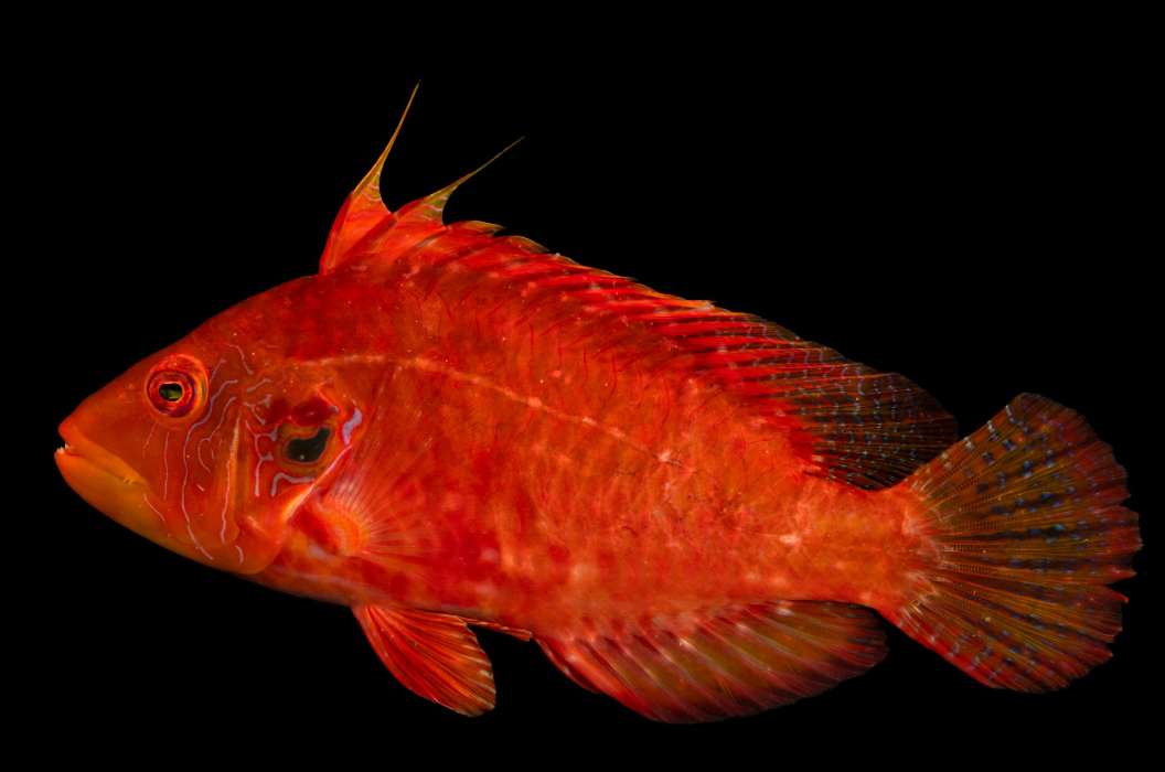 Cockerel Wrasse