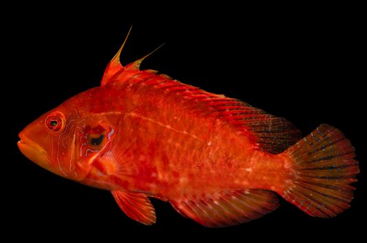 Cockerel Wrasse