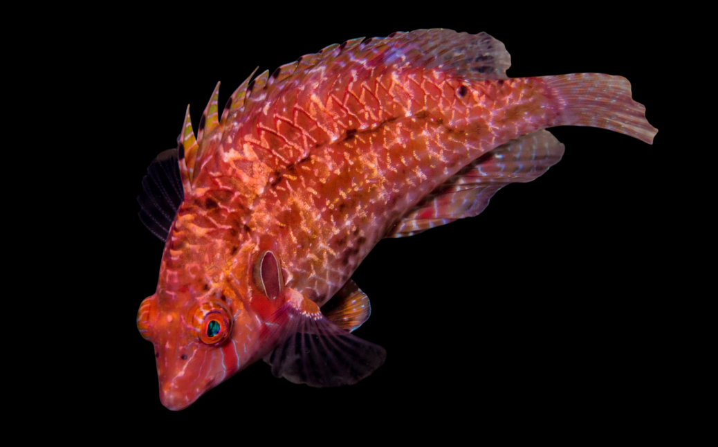Sneaky Wrasse