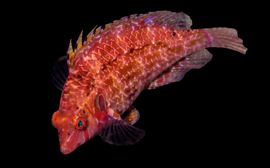 Sneaky Wrasse