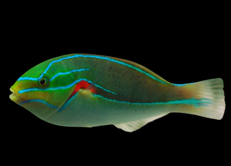 Orange Axil Wrasse