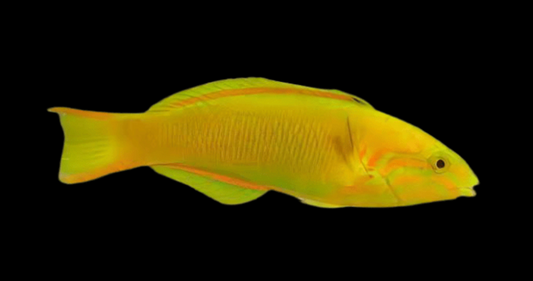 Banana Wrasse