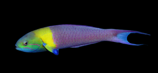 Blunthead Wrasse
