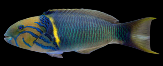 Goldbar Wrasse