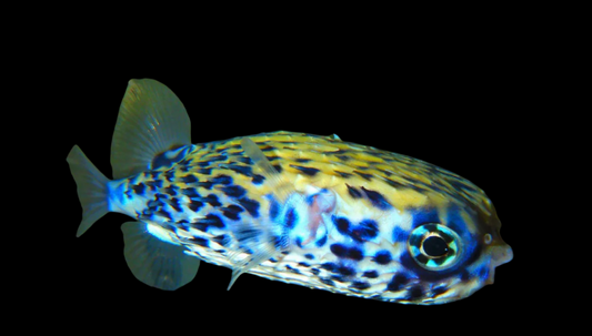 Blue Pelagic Porcupine