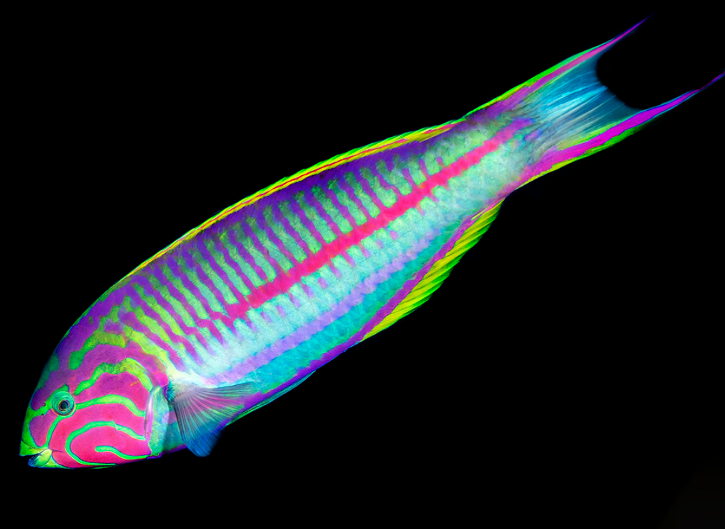 Klunzinger's Wrasse
