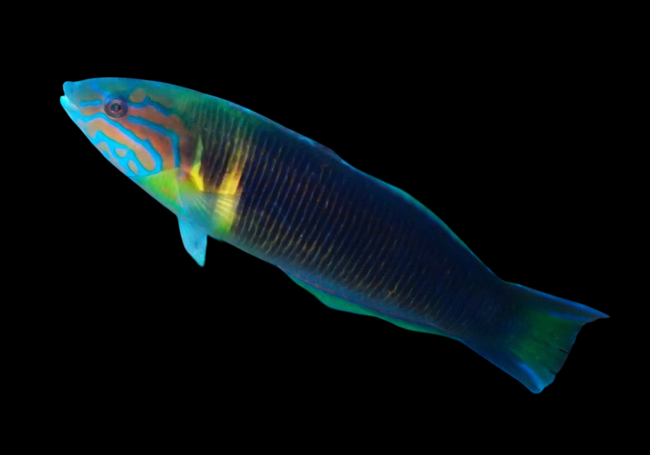 Newton's Wrasse