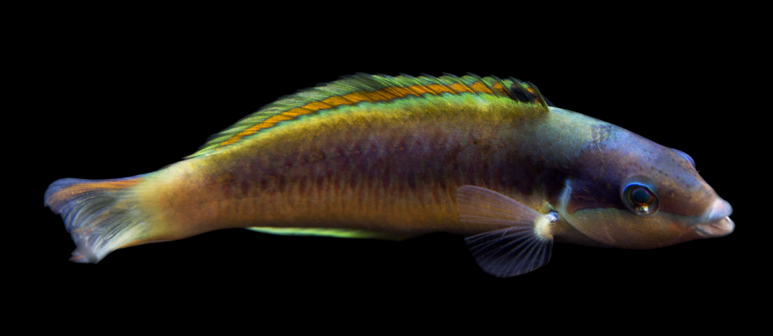 Red Cheek Wrasse