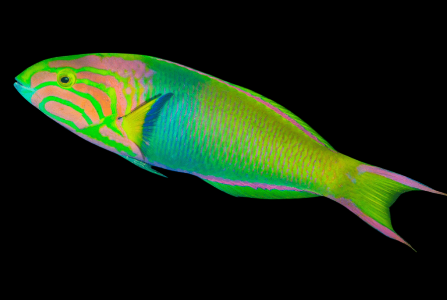 Sunset Wrasse