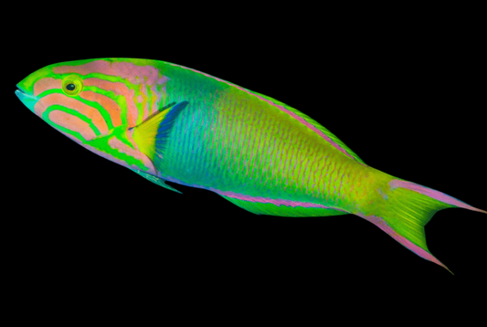 Sunset Wrasse