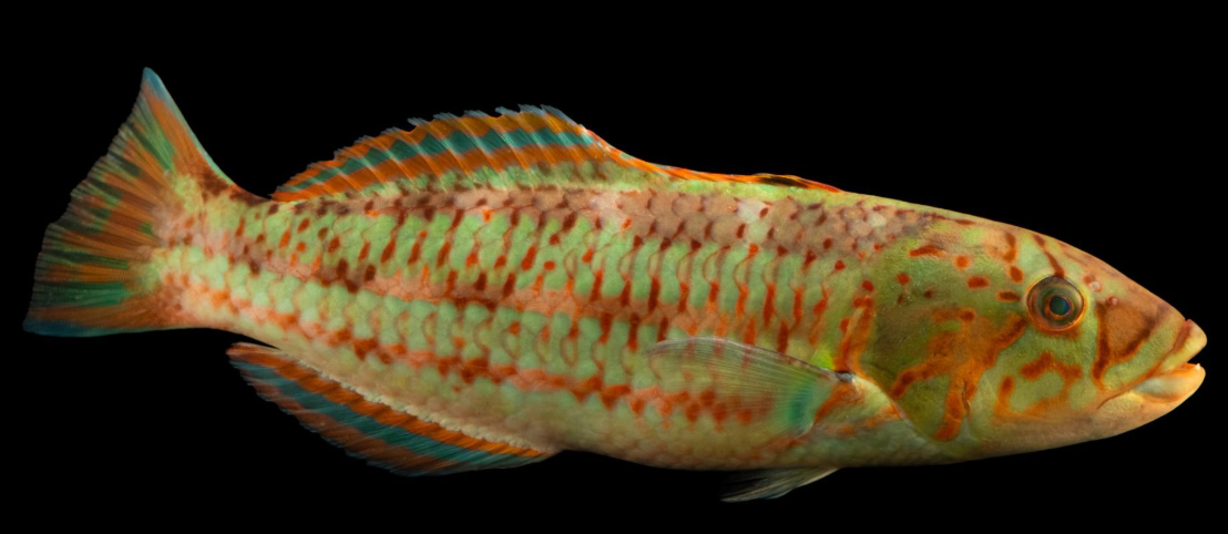 Surge Wrasse