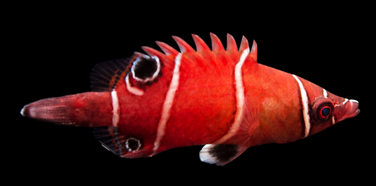 Tanaka's Possum Wrasse
