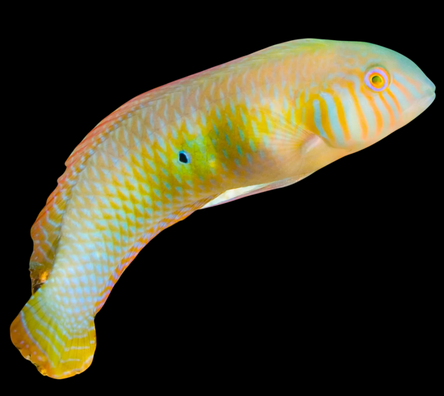 Green Razor Wrasse
