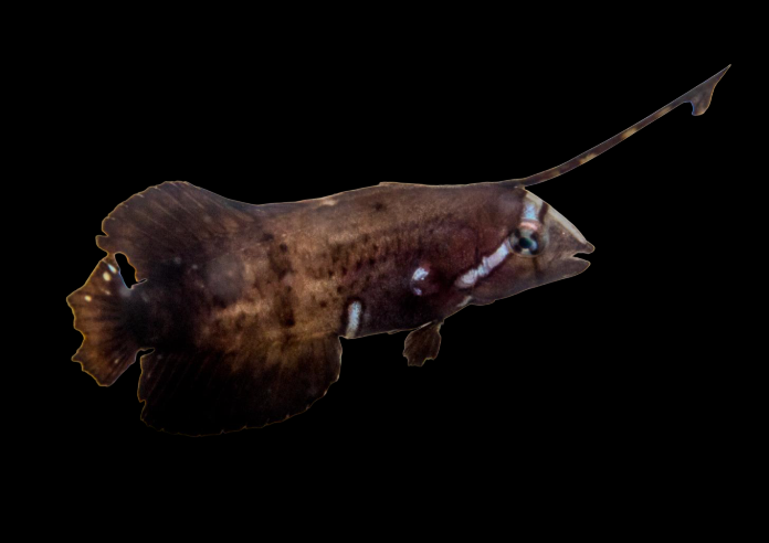 Peacock Razor Wrasse