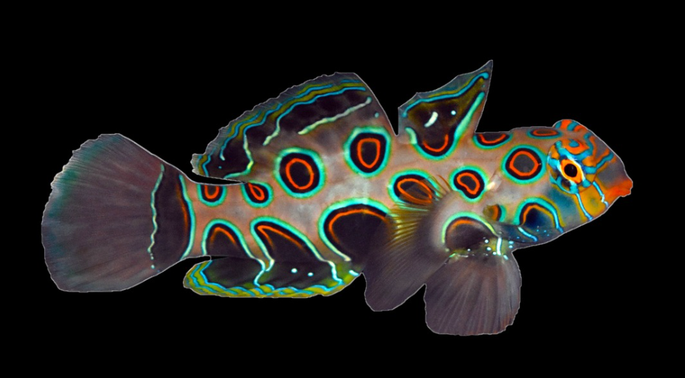 Spotted Mandarin Dragonet