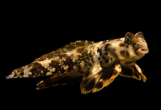 Scooter Dragonet