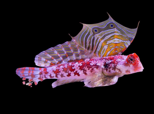Red Scooter Dragonet