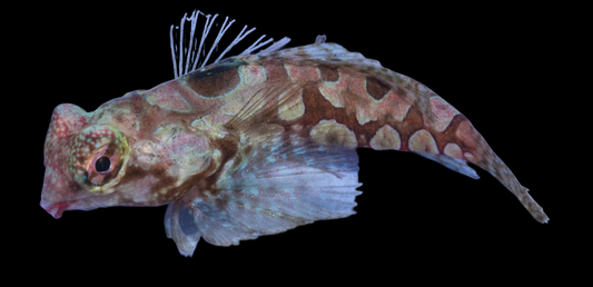 Circular Dragonet