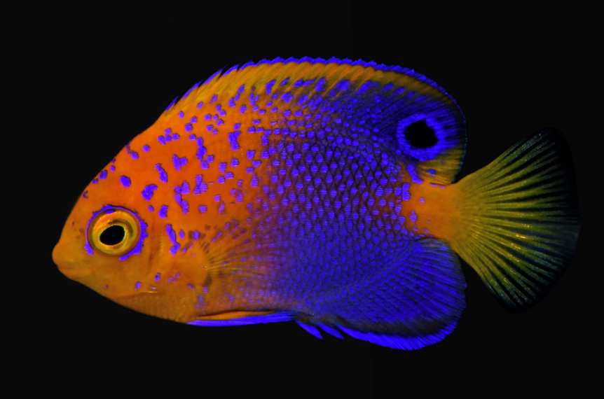Interruptus Angelfish – International Aquatics