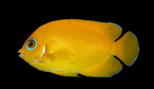 Orange Peel Angelfish