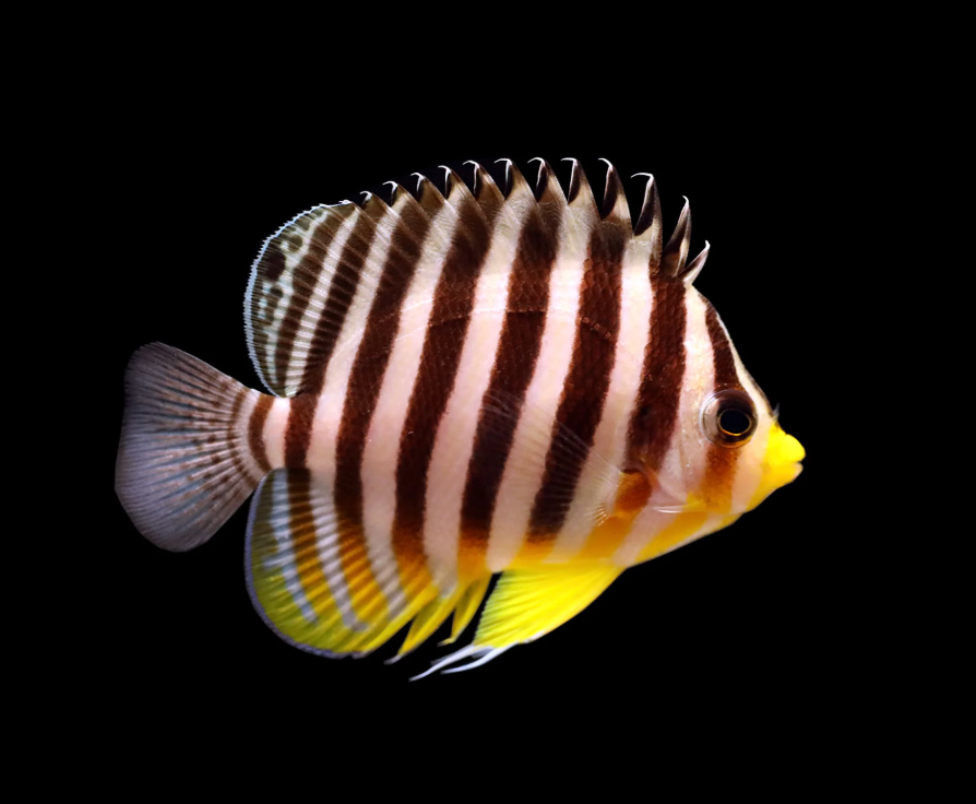 Multibarred Angelfish