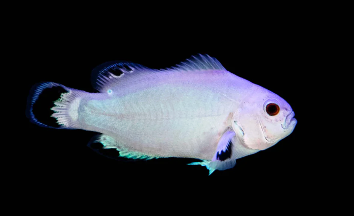 White Storm Ocellaris Clownfish