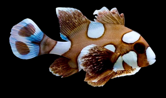 Harlequin Grunt