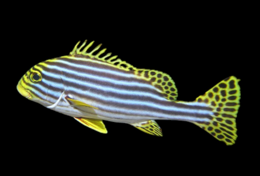 Oriental Sweetlips Grunt