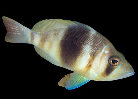 Barred Hamlet