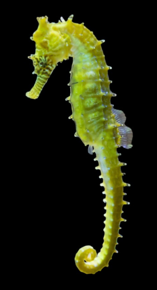 Barbouri Seahorse
