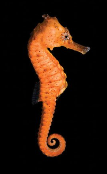 Kuda Seahorse