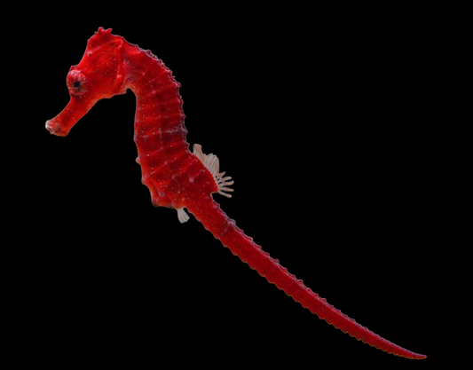 Red Kuda Seahorse
