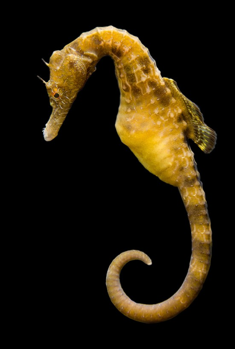 Potbelly Seahorse
