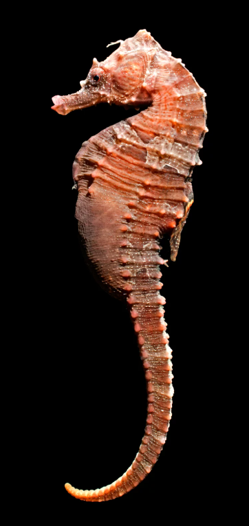 Reidi Seahorse