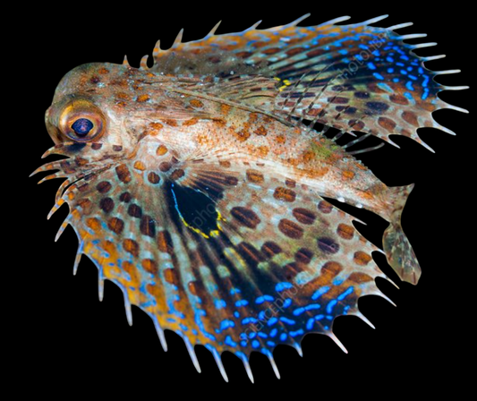 Flying Gurnard