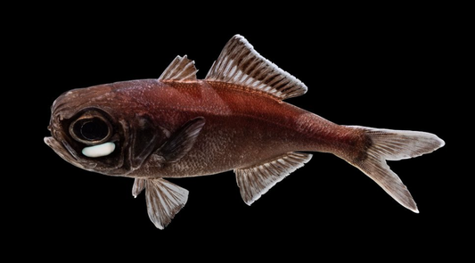 Flashlight Fish