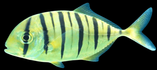 Golden Trevally
