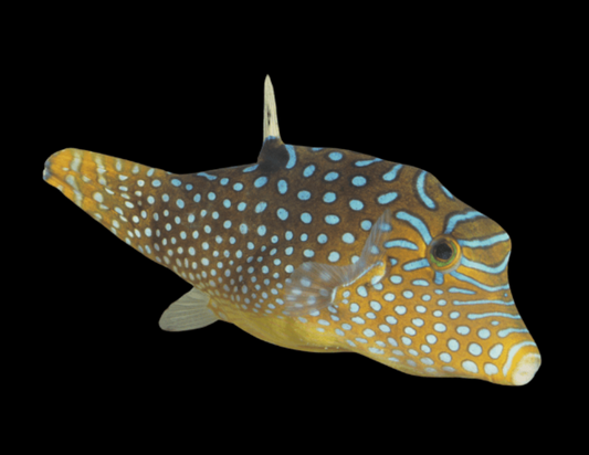 Blue Spotted Pufferfish