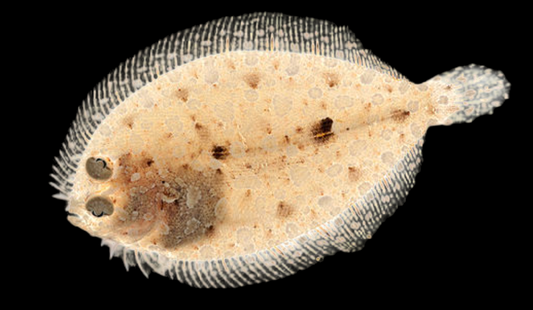 Peacock Flounder