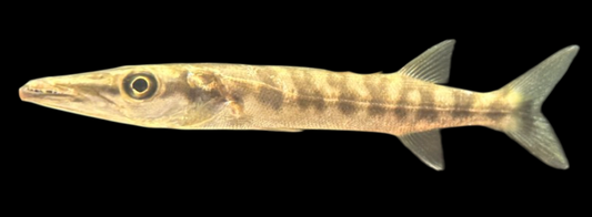 Great Barracuda